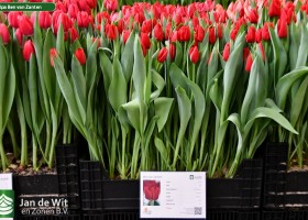 Tulipa Ben van Zanten (1)